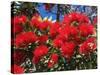 Pohutukawa Flowers, New Zealand-David Wall-Stretched Canvas