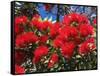 Pohutukawa Flowers, New Zealand-David Wall-Framed Stretched Canvas