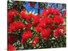 Pohutukawa Flowers, New Zealand-David Wall-Stretched Canvas