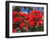 Pohutukawa Flowers, New Zealand-David Wall-Framed Premium Photographic Print