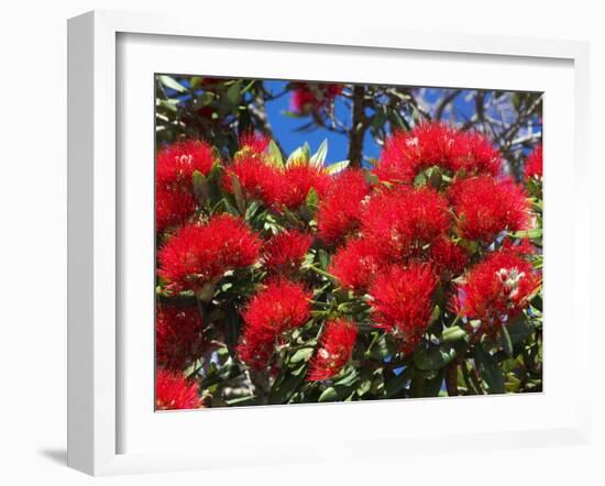 Pohutukawa Flowers, New Zealand-David Wall-Framed Premium Photographic Print