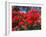 Pohutukawa Flowers, New Zealand-David Wall-Framed Premium Photographic Print