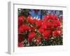 Pohutukawa Flowers, New Zealand-David Wall-Framed Photographic Print