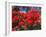 Pohutukawa Flowers, New Zealand-David Wall-Framed Photographic Print