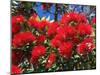 Pohutukawa Flowers, New Zealand-David Wall-Mounted Photographic Print