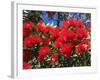 Pohutukawa Flowers, New Zealand-David Wall-Framed Photographic Print