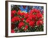 Pohutukawa Flowers, New Zealand-David Wall-Framed Photographic Print