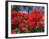 Pohutukawa Flowers, New Zealand-David Wall-Framed Photographic Print