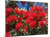 Pohutukawa Flowers, New Zealand-David Wall-Mounted Photographic Print