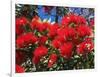 Pohutukawa Flowers, New Zealand-David Wall-Framed Photographic Print