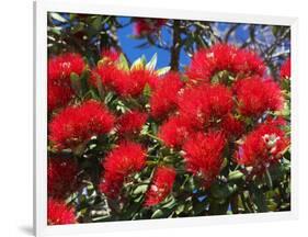 Pohutukawa Flowers, New Zealand-David Wall-Framed Photographic Print