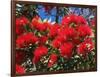 Pohutukawa Flowers, New Zealand-David Wall-Framed Photographic Print