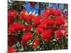 Pohutukawa Flowers, New Zealand-David Wall-Mounted Photographic Print