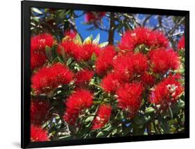 Pohutukawa Flowers, New Zealand-David Wall-Framed Photographic Print