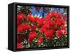 Pohutukawa Flowers, New Zealand-David Wall-Framed Stretched Canvas