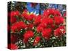 Pohutukawa Flowers, New Zealand-David Wall-Stretched Canvas