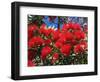 Pohutukawa Flowers, New Zealand-David Wall-Framed Photographic Print