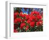 Pohutukawa Flowers, New Zealand-David Wall-Framed Photographic Print