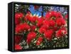 Pohutukawa Flowers-David Wall-Framed Stretched Canvas