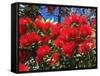 Pohutukawa Flowers-David Wall-Framed Stretched Canvas