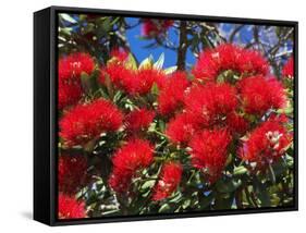 Pohutukawa Flowers-David Wall-Framed Stretched Canvas