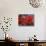 Pohutukawa Flowers-David Wall-Stretched Canvas displayed on a wall