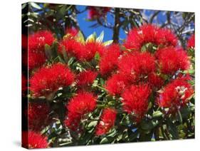 Pohutukawa Flowers-David Wall-Stretched Canvas