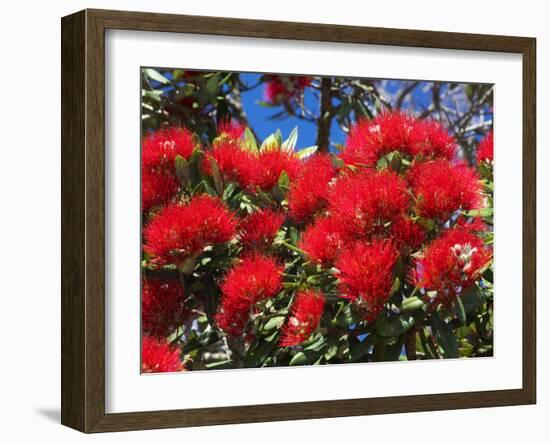 Pohutukawa Flowers-David Wall-Framed Photographic Print