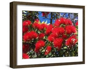 Pohutukawa Flowers-David Wall-Framed Photographic Print