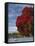 Pohutukawa Tree and Akaroa Harbour, Akaroa, Banks Peninsula, Canterbury, South Island, New Zealand-David Wall-Framed Stretched Canvas