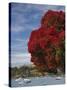 Pohutukawa Tree and Akaroa Harbour, Akaroa, Banks Peninsula, Canterbury, South Island, New Zealand-David Wall-Stretched Canvas