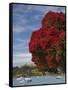 Pohutukawa Tree and Akaroa Harbour, Akaroa, Banks Peninsula, Canterbury, South Island, New Zealand-David Wall-Framed Stretched Canvas