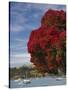 Pohutukawa Tree and Akaroa Harbour, Akaroa, Banks Peninsula, Canterbury, South Island, New Zealand-David Wall-Stretched Canvas