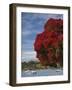 Pohutukawa Tree and Akaroa Harbour, Akaroa, Banks Peninsula, Canterbury, South Island, New Zealand-David Wall-Framed Photographic Print