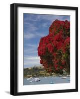 Pohutukawa Tree and Akaroa Harbour, Akaroa, Banks Peninsula, Canterbury, South Island, New Zealand-David Wall-Framed Photographic Print