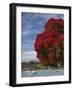 Pohutukawa Tree and Akaroa Harbour, Akaroa, Banks Peninsula, Canterbury, South Island, New Zealand-David Wall-Framed Photographic Print