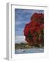 Pohutukawa Tree and Akaroa Harbour, Akaroa, Banks Peninsula, Canterbury, South Island, New Zealand-David Wall-Framed Photographic Print