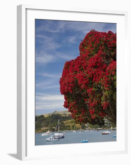 Pohutukawa Tree and Akaroa Harbour, Akaroa, Banks Peninsula, Canterbury, South Island, New Zealand-David Wall-Framed Photographic Print