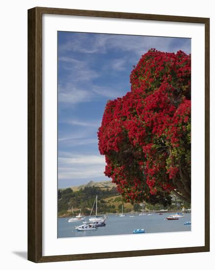 Pohutukawa Tree and Akaroa Harbour, Akaroa, Banks Peninsula, Canterbury, South Island, New Zealand-David Wall-Framed Photographic Print