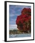 Pohutukawa Tree and Akaroa Harbour, Akaroa, Banks Peninsula, Canterbury, South Island, New Zealand-David Wall-Framed Photographic Print