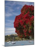 Pohutukawa Tree and Akaroa Harbour, Akaroa, Banks Peninsula, Canterbury, South Island, New Zealand-David Wall-Mounted Photographic Print