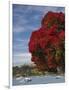Pohutukawa Tree and Akaroa Harbour, Akaroa, Banks Peninsula, Canterbury, South Island, New Zealand-David Wall-Framed Photographic Print