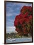 Pohutukawa Tree and Akaroa Harbour, Akaroa, Banks Peninsula, Canterbury, South Island, New Zealand-David Wall-Framed Photographic Print