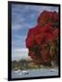 Pohutukawa Tree and Akaroa Harbour, Akaroa, Banks Peninsula, Canterbury, South Island, New Zealand-David Wall-Framed Photographic Print