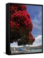 Pohutukawa Tree and Akaroa Harbour, Akaroa, Banks Peninsula, Canterbury, South Island, New Zealand-David Wall-Framed Stretched Canvas