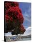 Pohutukawa Tree and Akaroa Harbour, Akaroa, Banks Peninsula, Canterbury, South Island, New Zealand-David Wall-Stretched Canvas