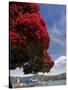 Pohutukawa Tree and Akaroa Harbour, Akaroa, Banks Peninsula, Canterbury, South Island, New Zealand-David Wall-Stretched Canvas