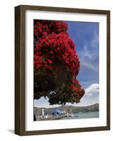 Pohutukawa Tree and Akaroa Harbour, Akaroa, Banks Peninsula, Canterbury, South Island, New Zealand-David Wall-Framed Photographic Print