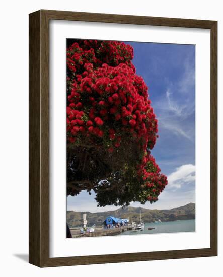 Pohutukawa Tree and Akaroa Harbour, Akaroa, Banks Peninsula, Canterbury, South Island, New Zealand-David Wall-Framed Photographic Print