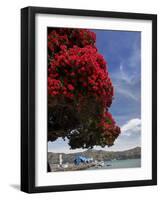 Pohutukawa Tree and Akaroa Harbour, Akaroa, Banks Peninsula, Canterbury, South Island, New Zealand-David Wall-Framed Photographic Print